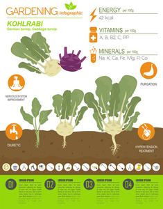 卷心菜萝卜的有益特征图形模板.园艺，农业信息，它是如何生长的。平面设计。矢量图