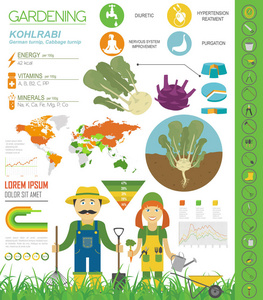 卷心菜萝卜的有益特征图形模板.园艺，农业信息，它是如何生长的。平面设计。矢量图