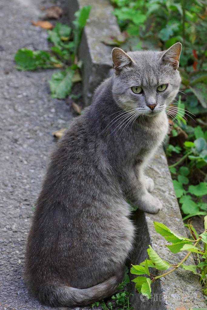 灰猫表情包的灰猫是谁图片