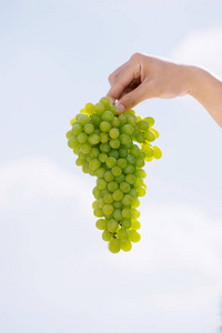 收获的时候，新鲜的一串葡萄在人类的手中..天空背景上成熟多汁的葡萄