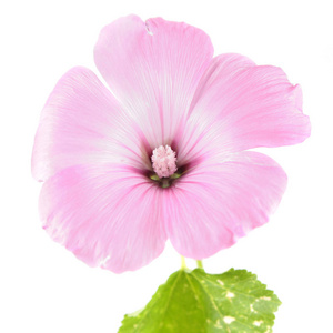 白色背景下分离的淡紫色或一年生的浅粉色花