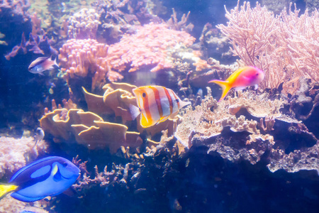 铜带蝴蝶鱼ChelmonRostratus。美丽的水下世界，珊瑚和热带鱼。