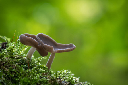 非常罕见的蘑菇HelvellaMacropusAfbeeld