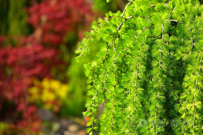 落叶松是唯一的针叶树,为冬天掉针.