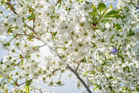 春天的枝条在蓝天背景上绽放，复制空间。 樱桃树有美丽的白花。 自然和春天背景自由空间