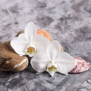 白色兰花花旁边的海石和贝壳在灰色背景水疗和放松的概念