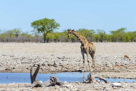 长颈鹿在非洲热带草原的水洞里