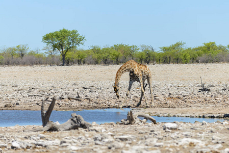 长颈鹿在非洲热带稀树草原的水洞里喝水