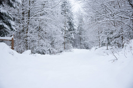 雪覆盖冬季的森林里的树木