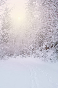 雪覆盖冬季的森林里的树木