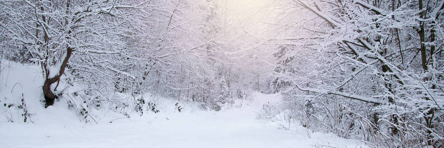 雪覆盖冬季的森林里的树木
