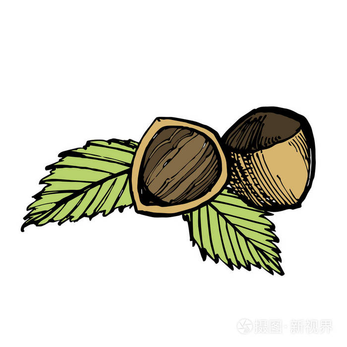 榛子素描插图在白色背景查出的向量手绘的例证