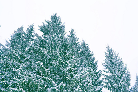 冰冻的冬林，覆盖着雪的树木。