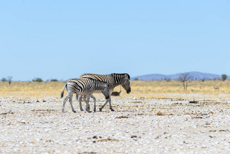 野斑马妈妈带着幼崽在非洲热带草原上行走