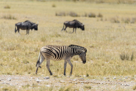 非洲热带稀树草原上行走的野生斑马，背景是羚羊