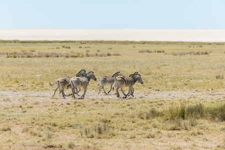 非洲热带草原上奔跑的野生斑马群