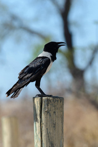 非洲雀鸦CorvusAlbus坐在非洲热带稀树草原上