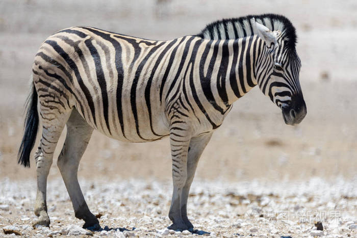 在非洲热带稀树草原上行走的野斑马