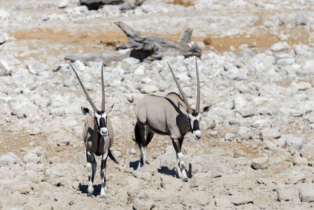 非洲大草原上的野生羚羊