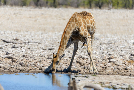 长颈鹿在非洲热带稀树草原的水洞里喝水
