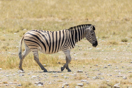 在非洲热带稀树草原上行走的野斑马