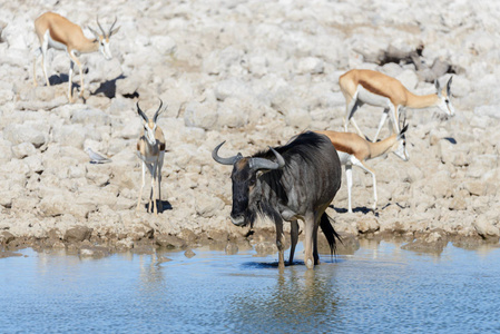 非洲国家公园的野生羚羊