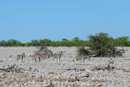 非洲热带稀树草原野生库杜羚羊