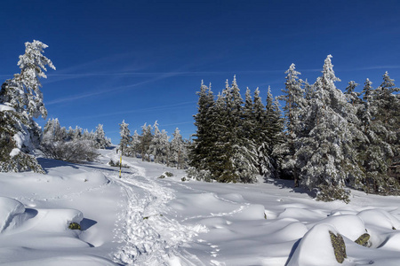 令人惊奇的冬季景观维托沙山，雪覆盖的树木，索菲亚城地区，保加利亚