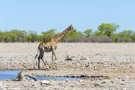 长颈鹿在非洲热带稀树草原的水