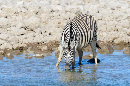 非洲热带稀树草原水洞中的野生斑马饮水