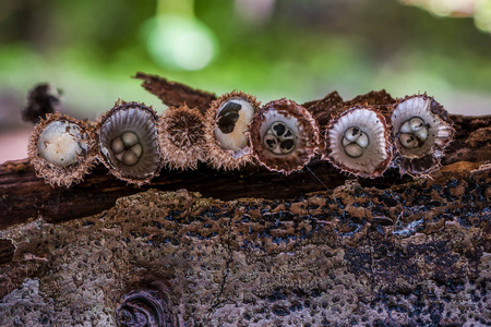 s nest fungus  Cyathus olla is a species of saprobic fungus in 