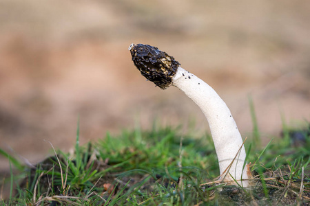 法勒斯·哈德里尼俗称沙丘臭角照片