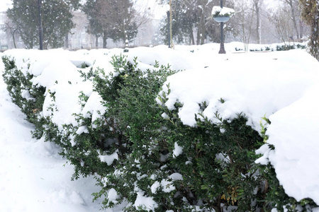 公园里的灌木丛在雪地里的照片。 冬天公园里的植物。