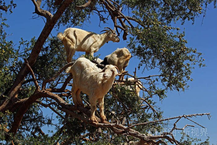 在摩洛哥的一棵树上吃草的山羊