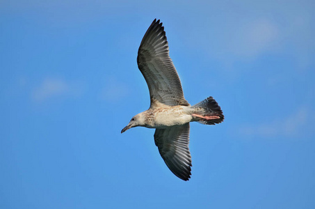 海鸥在蓝天上飞翔。 乌克兰的动物群。 特写镜头。