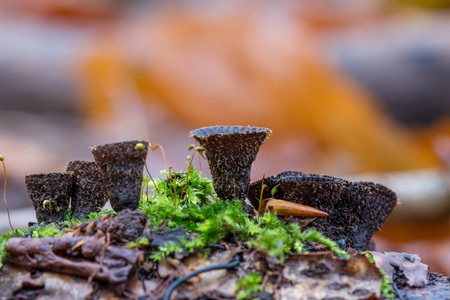 s nest fungus  Cyathus olla is a species of saprobic fungus in 