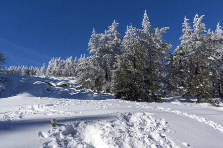 令人惊奇的冬季景观维托沙山，雪覆盖的树木，索菲亚城地区，保加利亚