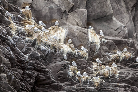 一群冰岛海鸥在岩石上休息