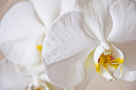 美丽的兰花花，白色，花瓣特写中有黄色