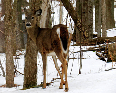 鹿从白雪覆盖的森林边缘回头看