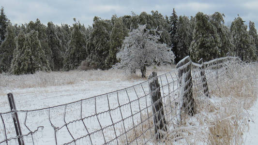 暴风雨过后，冰雪覆盖了树木和篱笆