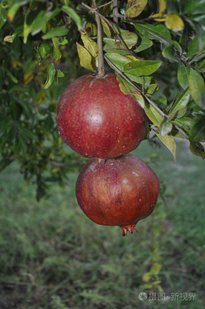 农田里美丽的石榴照片-正版商用图片183n75-摄图新视界
