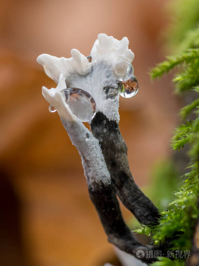 灰色蘑菇组次氧锡兰