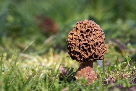草地上的棕色常见的莫雷菌(菌)在草地上的棕色蘑菇.照片