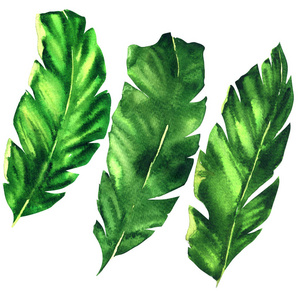 三个热带香蕉叶, 异国情调的棕榈叶, 绿色植物叶子植物, 手绘水彩画上的白色插图