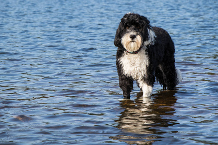 黑白葡萄牙水犬在水中行走