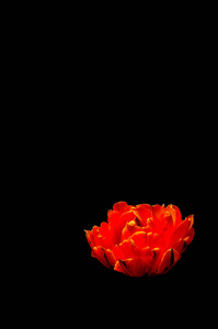 黑色背景上美丽的花朵。一张孤立的照片。品质颜色