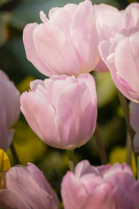 美丽的郁金香花束。五颜六色的郁金香。自然背景