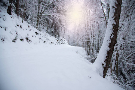 雪覆盖冬季的森林里的树木图片