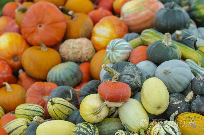 许多不同颜色的南瓜